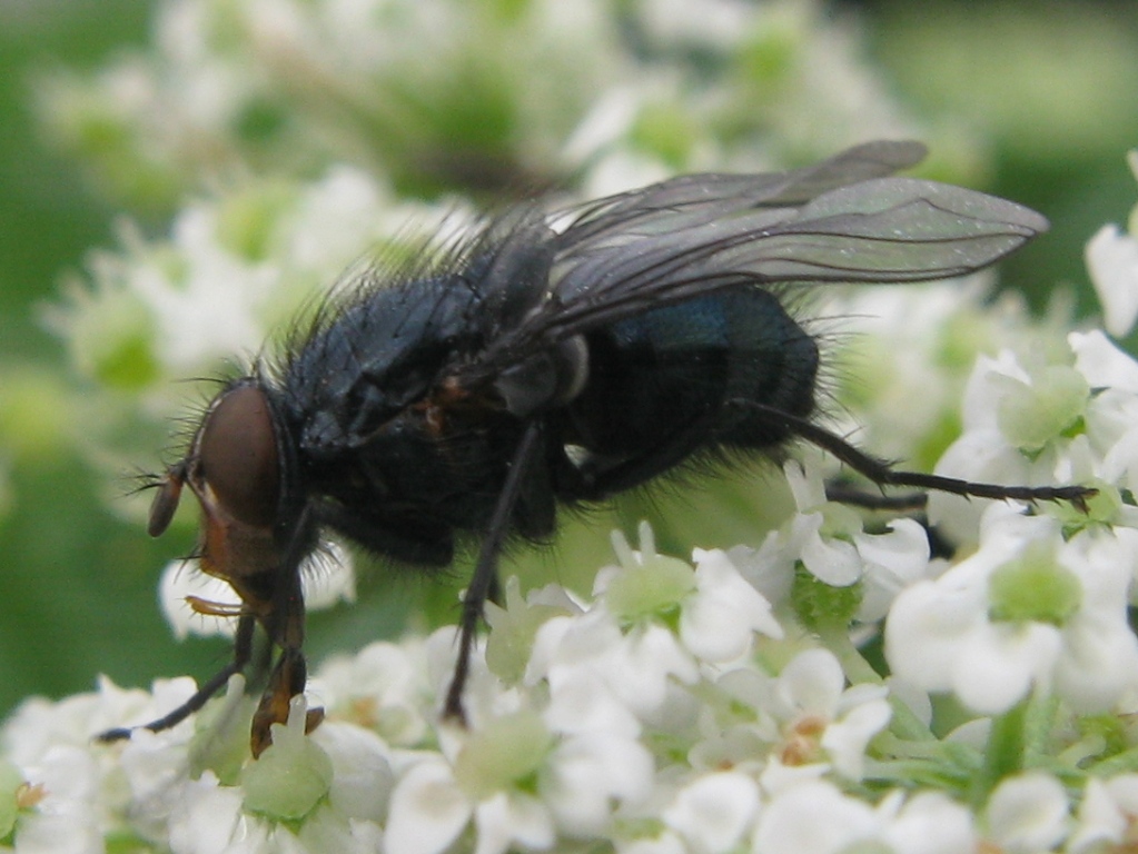 Calliphora vicina M (Calliphoridae)